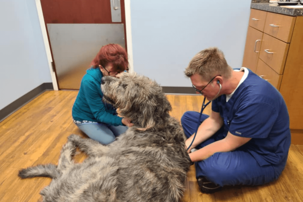 Help Your Pet Recover From Surgery Homestead Veterinary Hospital