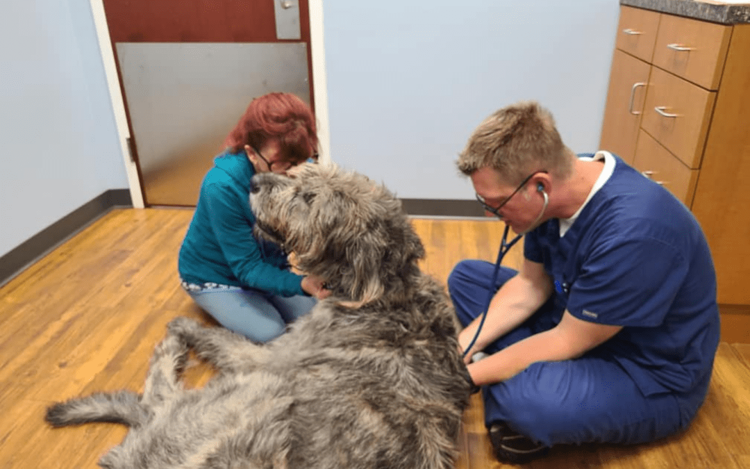 Help Your Pet Recover from Surgery