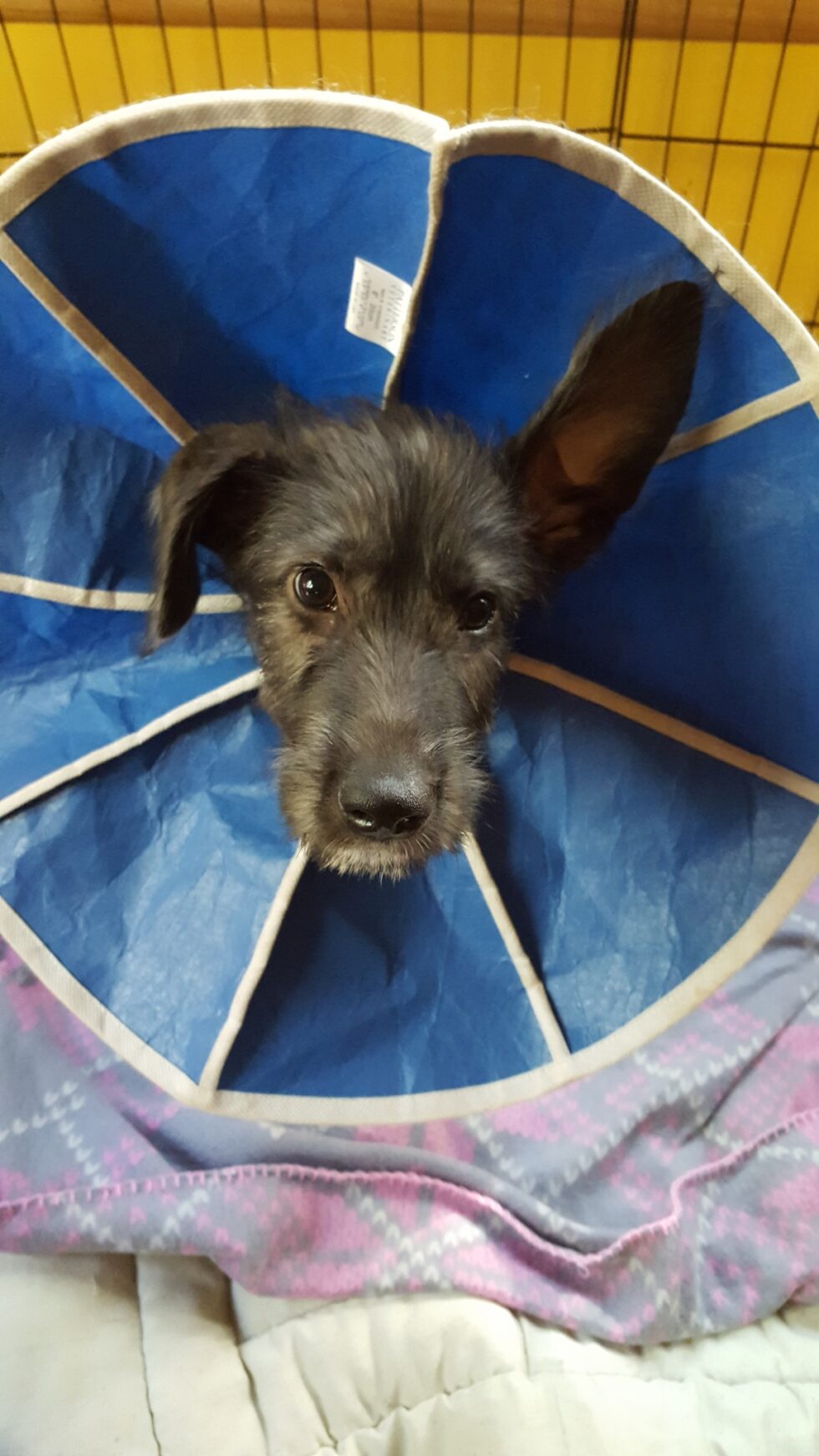 Homestead Veterinary Hospital Gallery Vet In Cary, NC