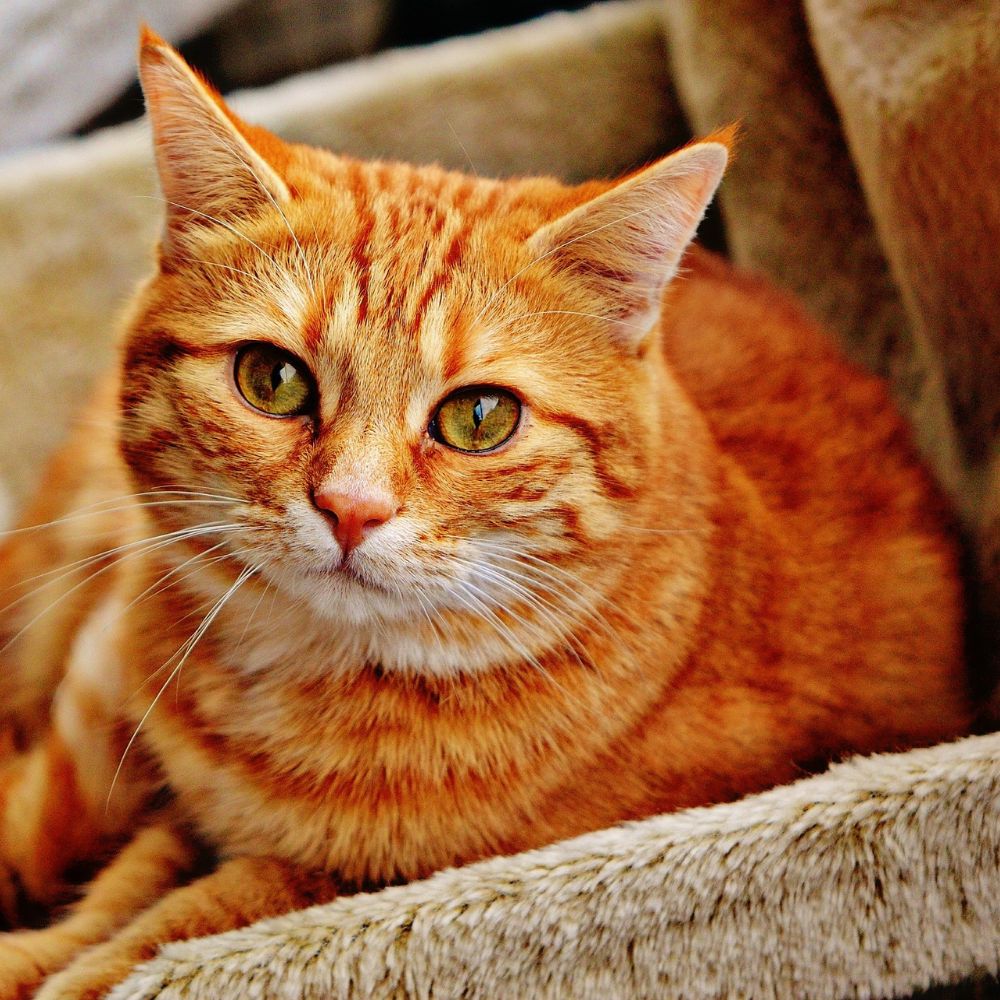 orange cat with bright eyes