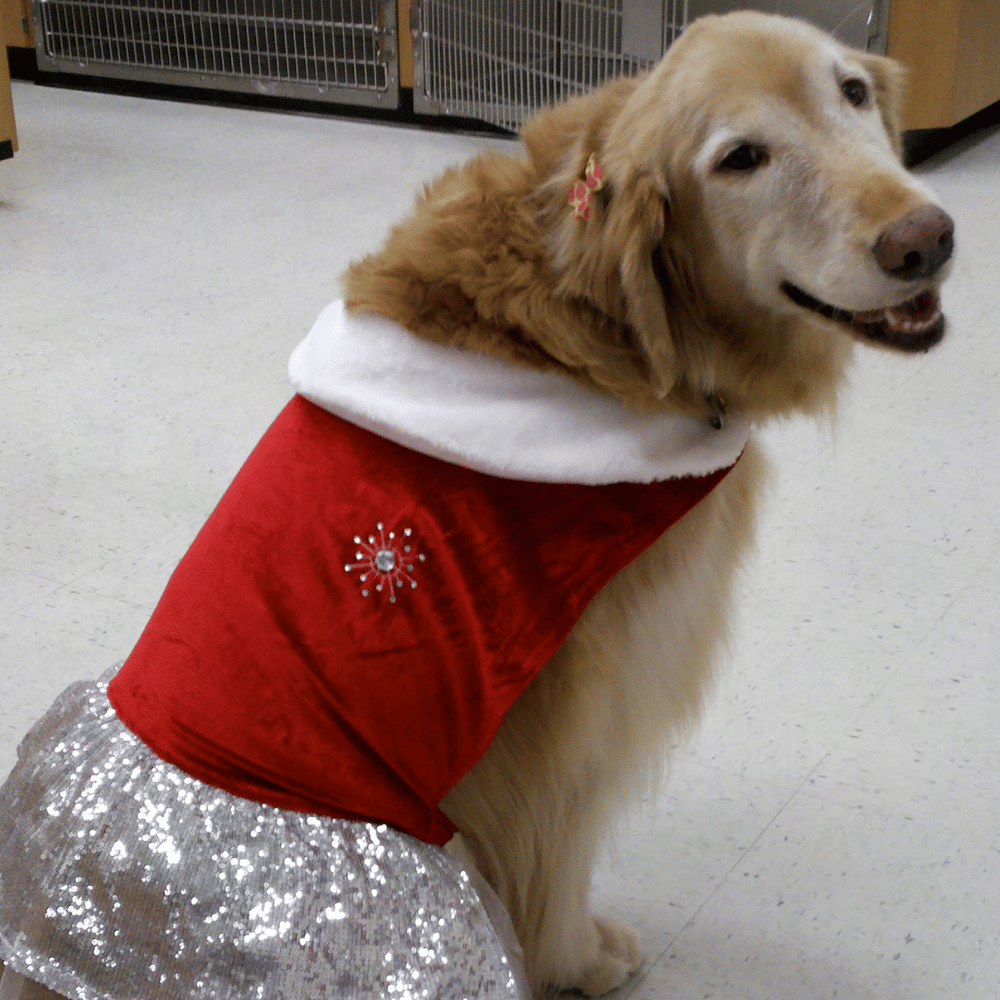 Homestead Veterinary Hospital - Dog sitting on the floor