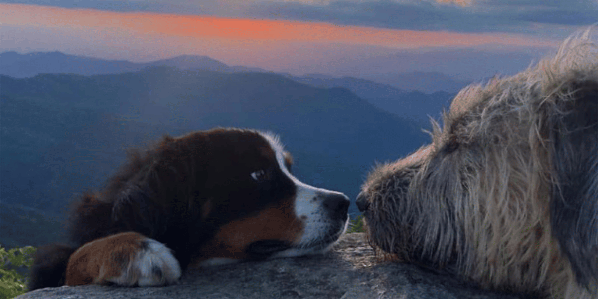 Pet End of Life Hospice Care In Cary NC Homestead Vet pet-end-of-life-hospice-care-in-cary-nc-homestead-vet