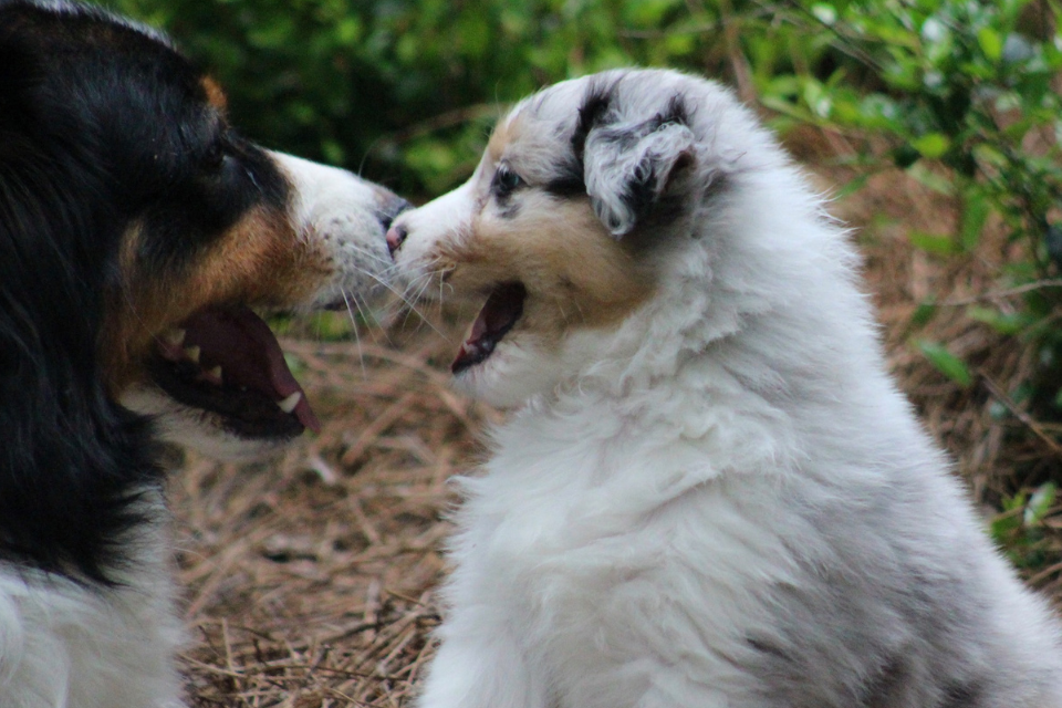 Homestead Veterinary Hospital - Dog playing with Puppy