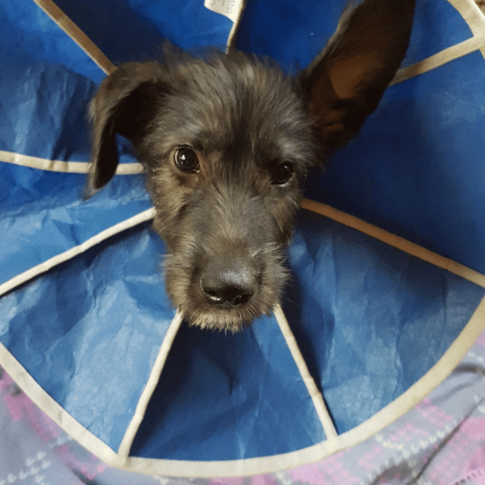 dog wearing surgery cone