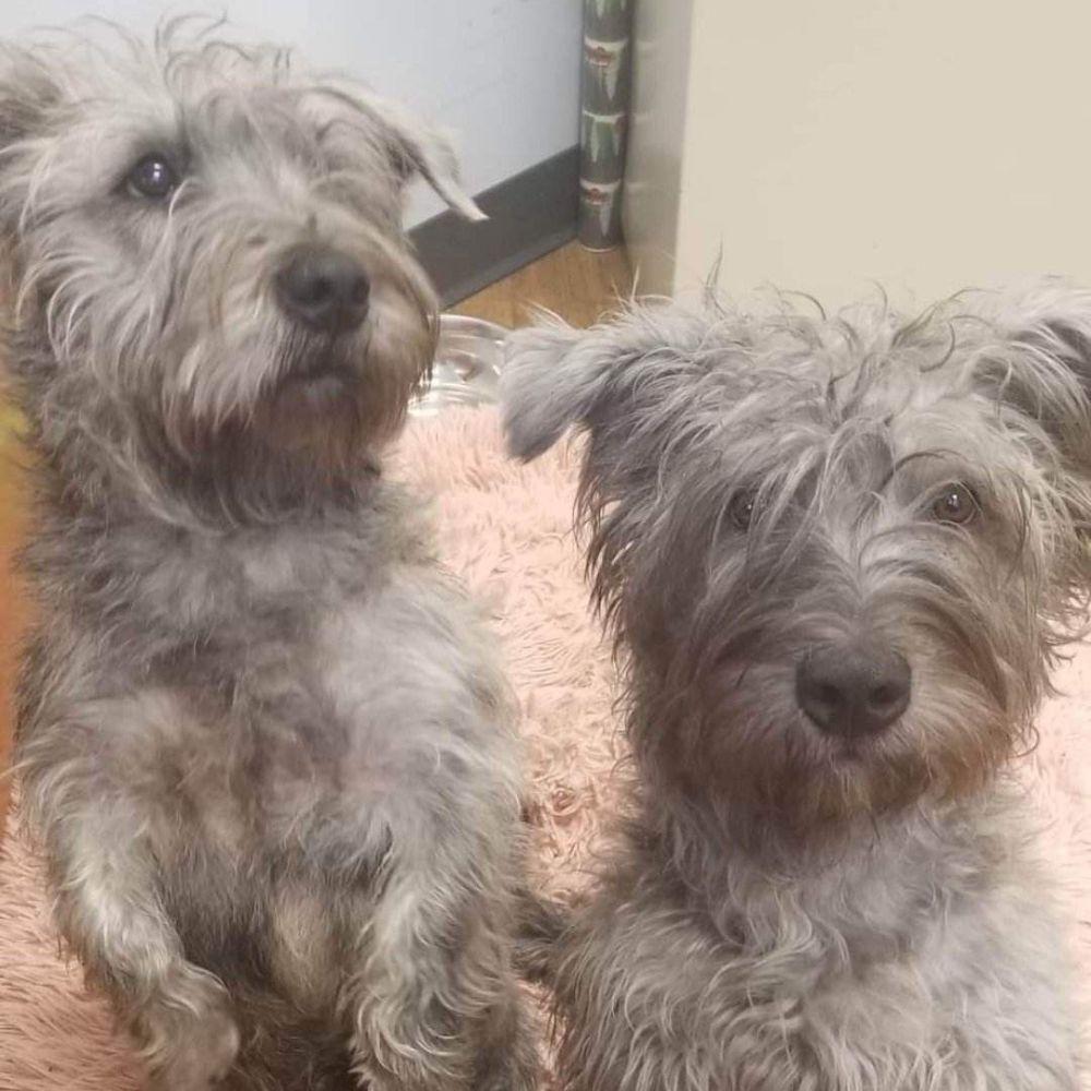 two puppies sitting