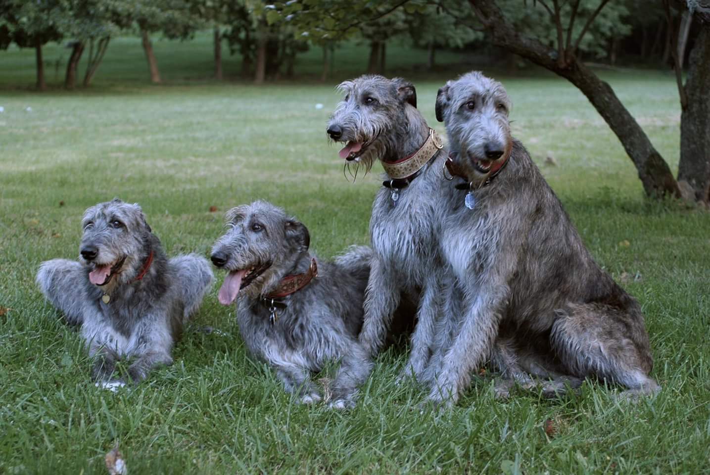 group of large dogs in the grass
