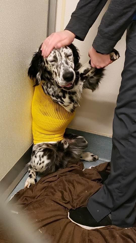 spotted dog after surgery