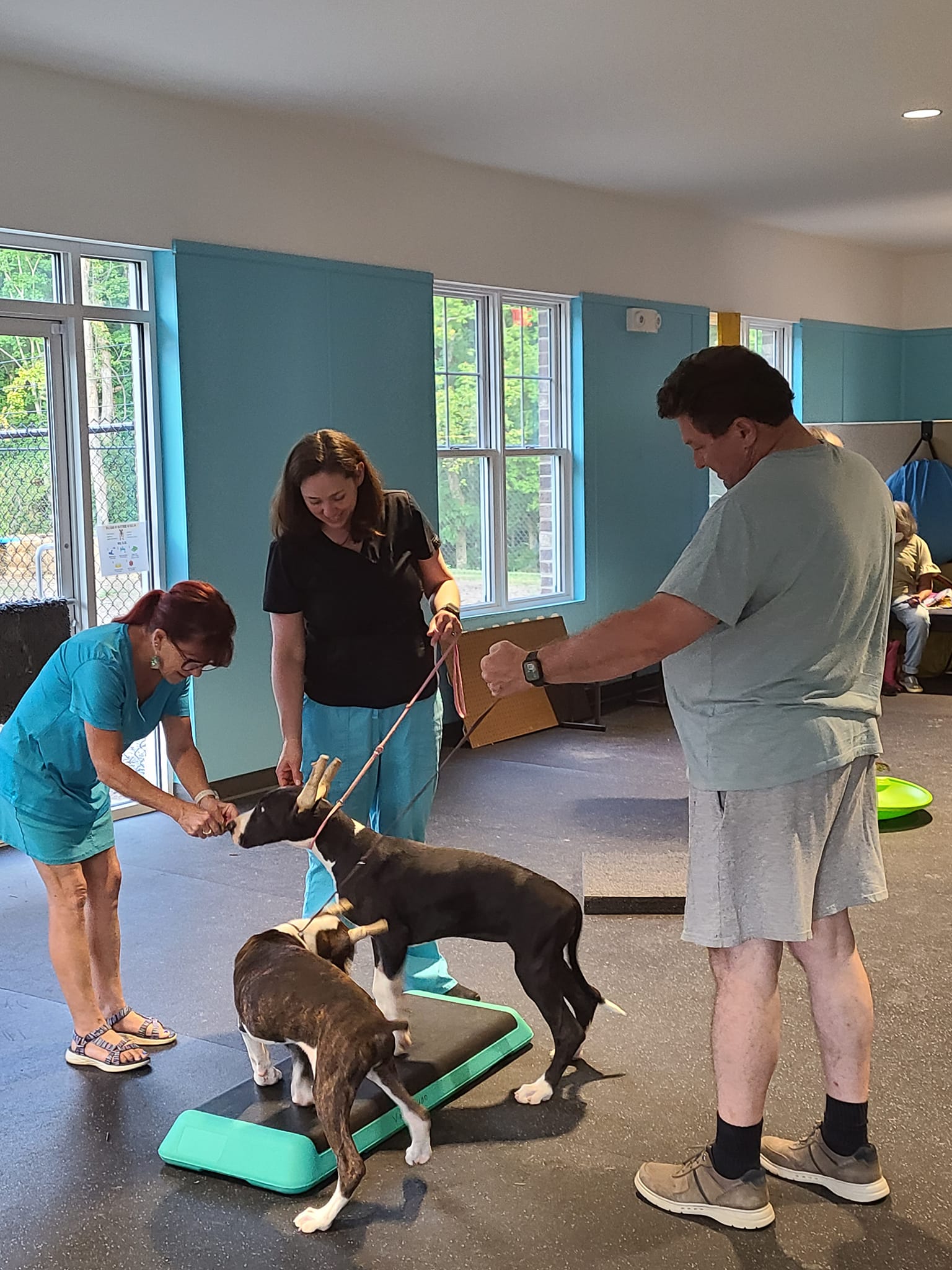 vet team doing dog training