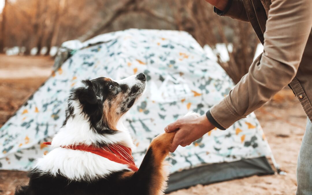 Essential Tips for Camping with Pets