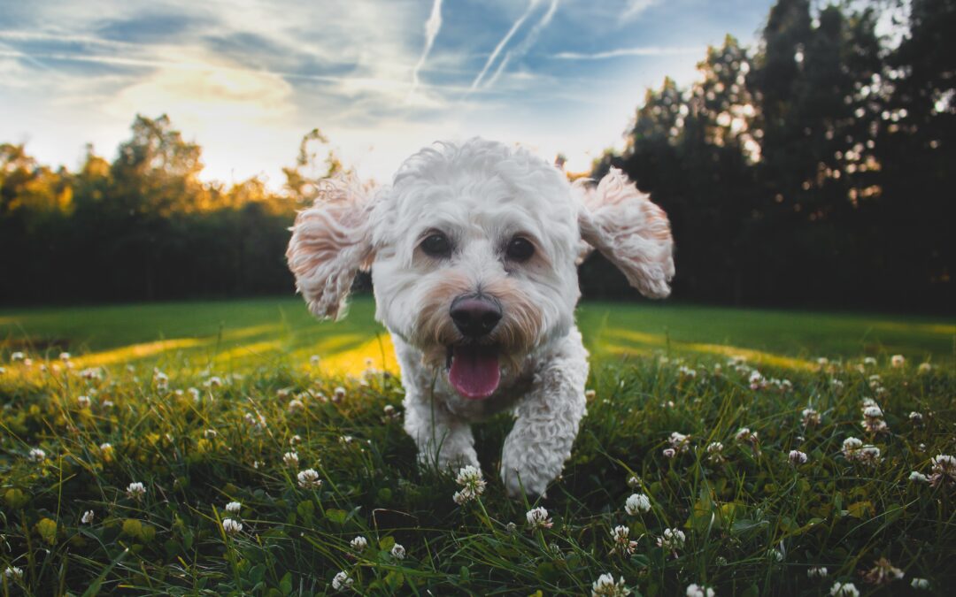 Confidently Embrace the Outdoors: Essential Safety Tips for Responsible Pet Parents at Dog Parks