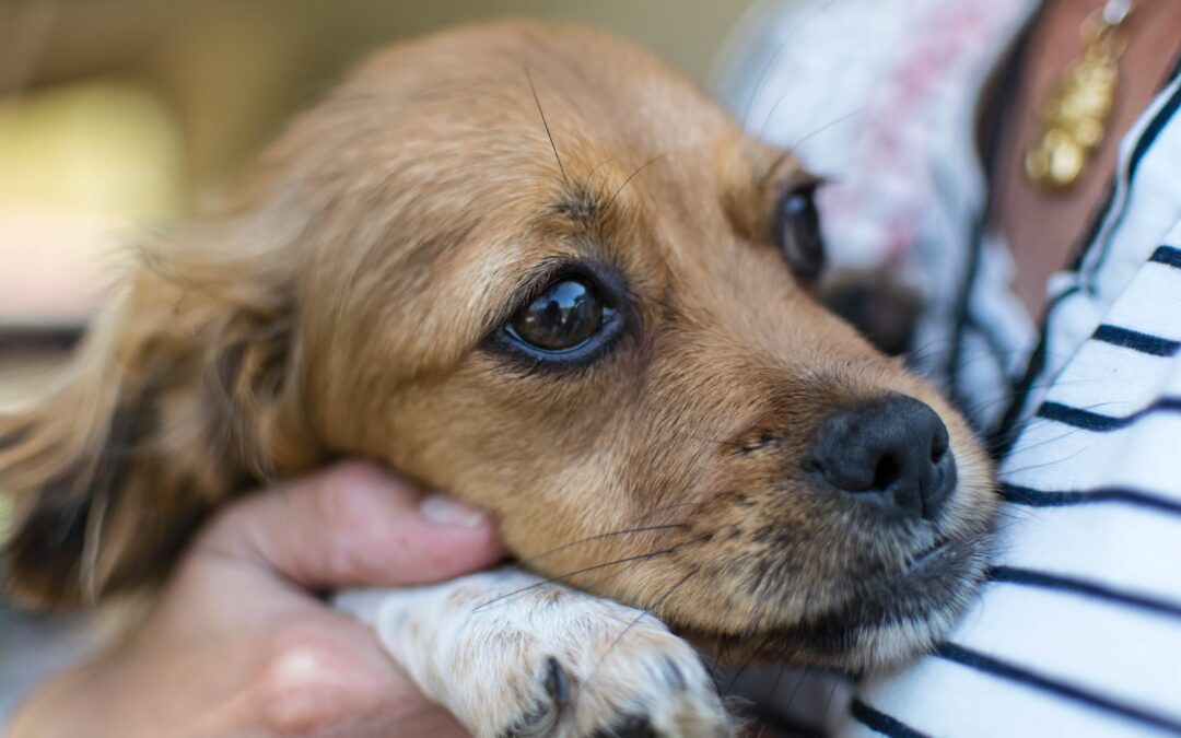 Assisting Your Pet in Overcoming Anxiety