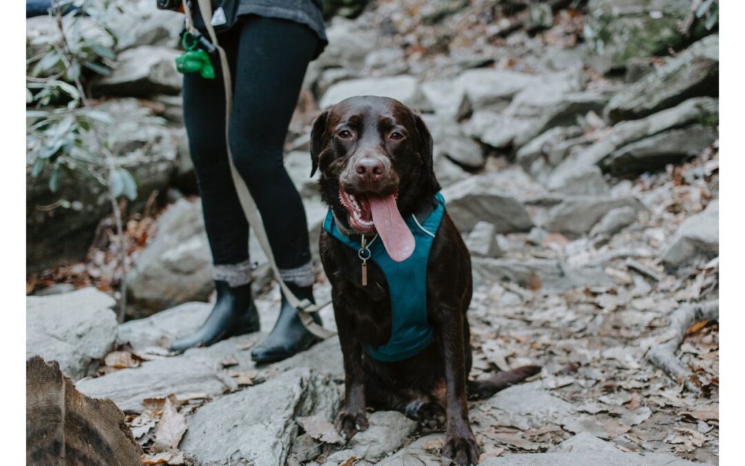 Enjoy These Outdoor Activities with Your Pet