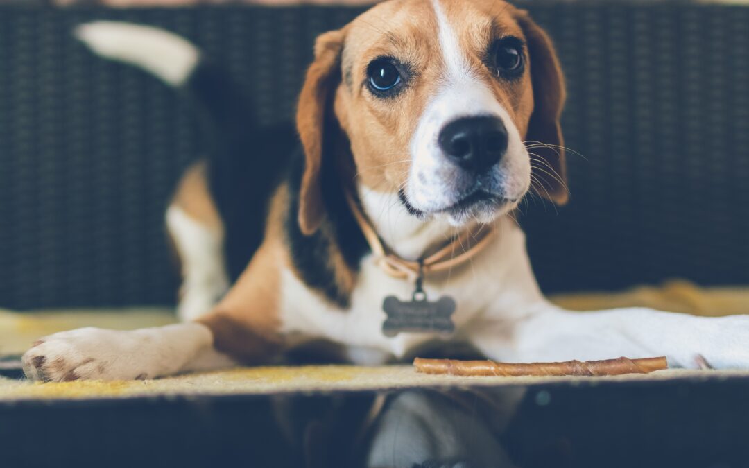 Food Safety Month: Xylitol