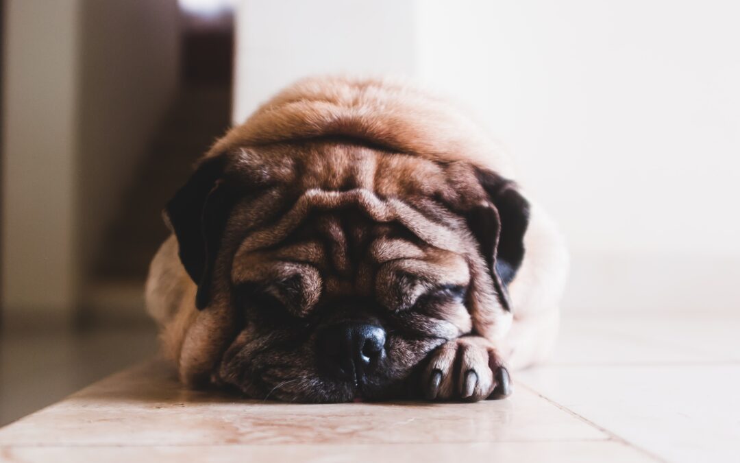 Your Pet Could Be Overweight? Perspectives on National Pet Obesity Day