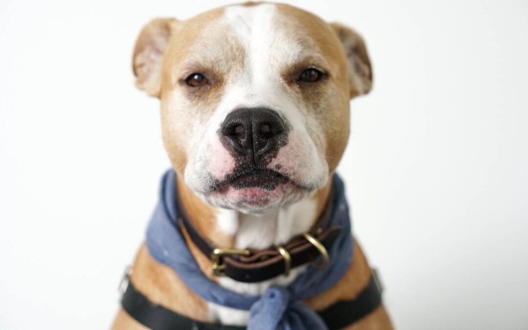 The Beauty of Adopting Senior Pets and Their Lovely Qualities